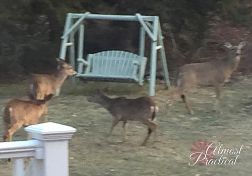 deer in the yard