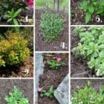 Deer Resistant Plants | Gardening tips to keep the deer away from your flowers and bushes.